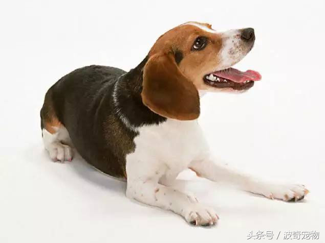 狗狗品种大全带你走进狗狗的世界,狗狗品种大全看看你认识几种