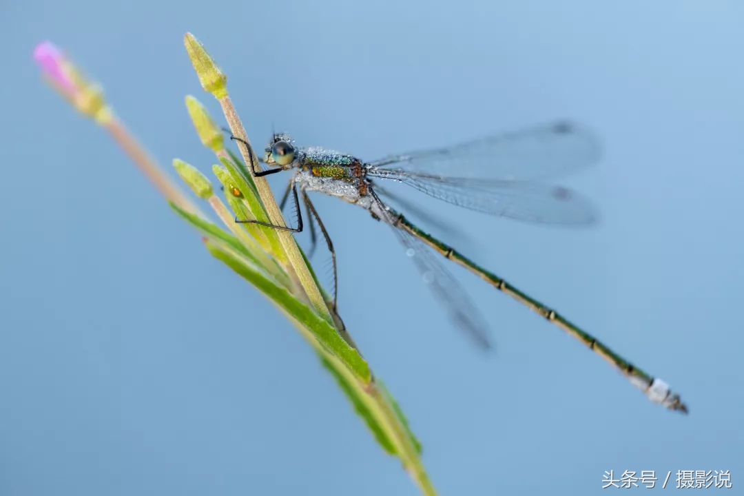 ross璇勬祴,ross娴嬭瘎