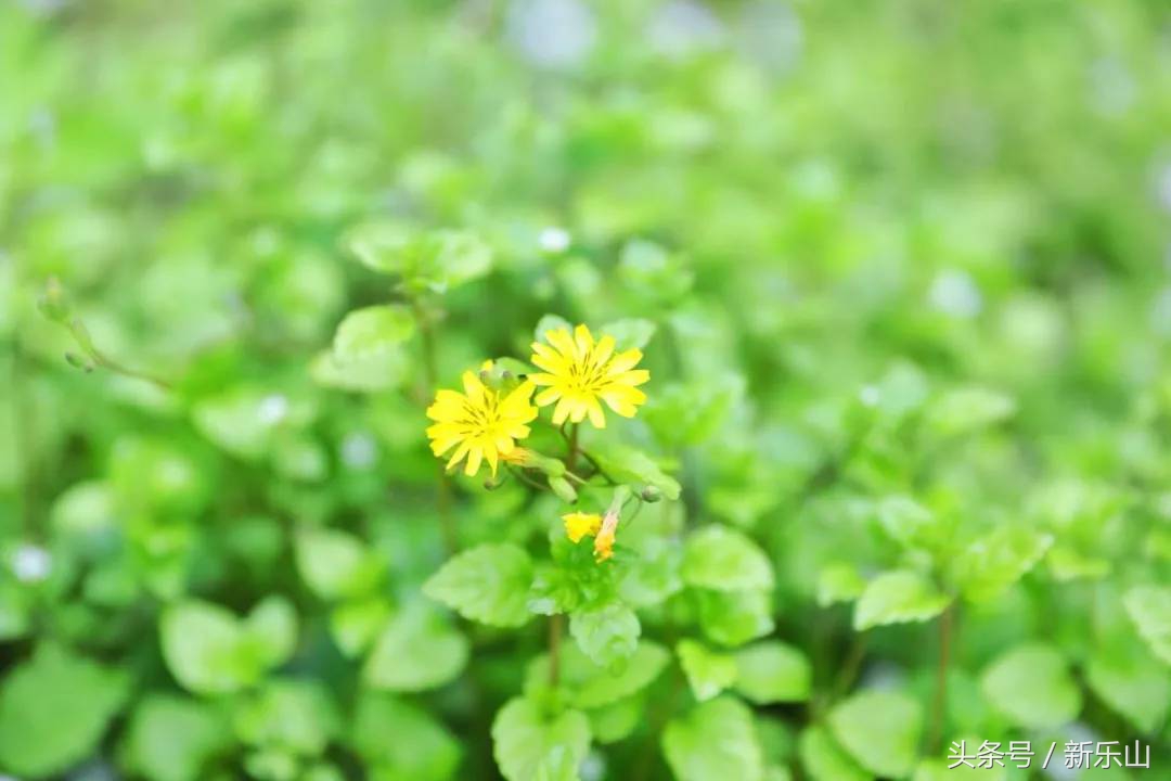 乐山的春天有多美,没去过乐山大佛但感觉去过