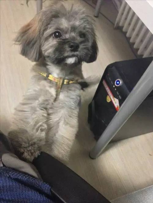 狗狗对着门外大叫是怎么了,狗为什么老是敲自己家的门