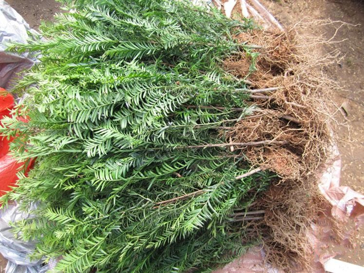 红豆杉裸根栽培视频,红豆杉苗木栽培技术