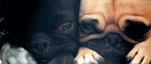 威海最全的宠物店汇总!喵奴汪主人还不速速收藏!