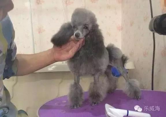 威海最全的宠物店汇总!喵奴汪主人还不速速收藏!