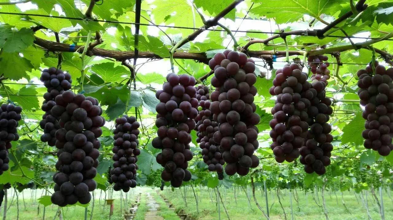 鲜酿酵素,鲜酿酵素怎么喝效果好