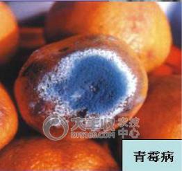 柑橘储藏的最佳方法,柑橘贮藏保鲜的八种方法果农必看