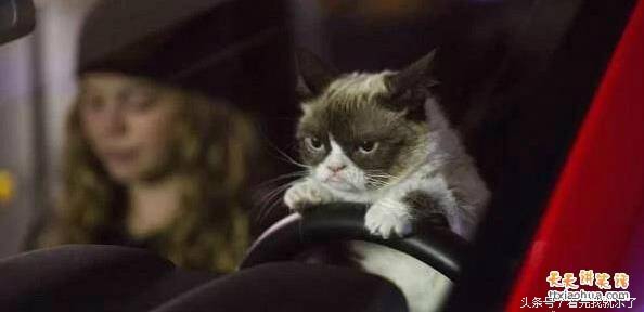 主人害怕虫子,主人怕蜘蛛叫猫咪