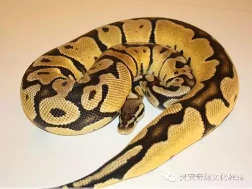 球蟒基因图鉴入门,球蟒基因品系大全