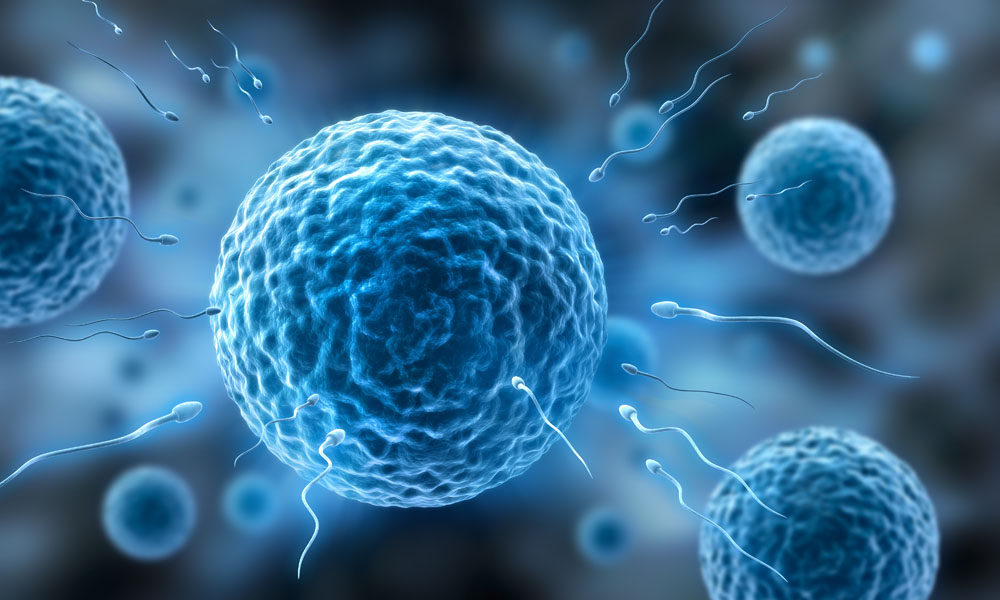 精子如何生成的,精子是怎么发现的