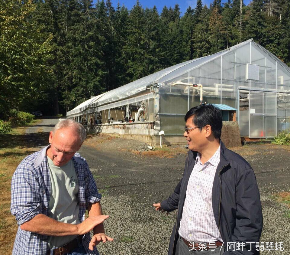 阿蚌丁牡蛎片怎么样,阿蚌丁