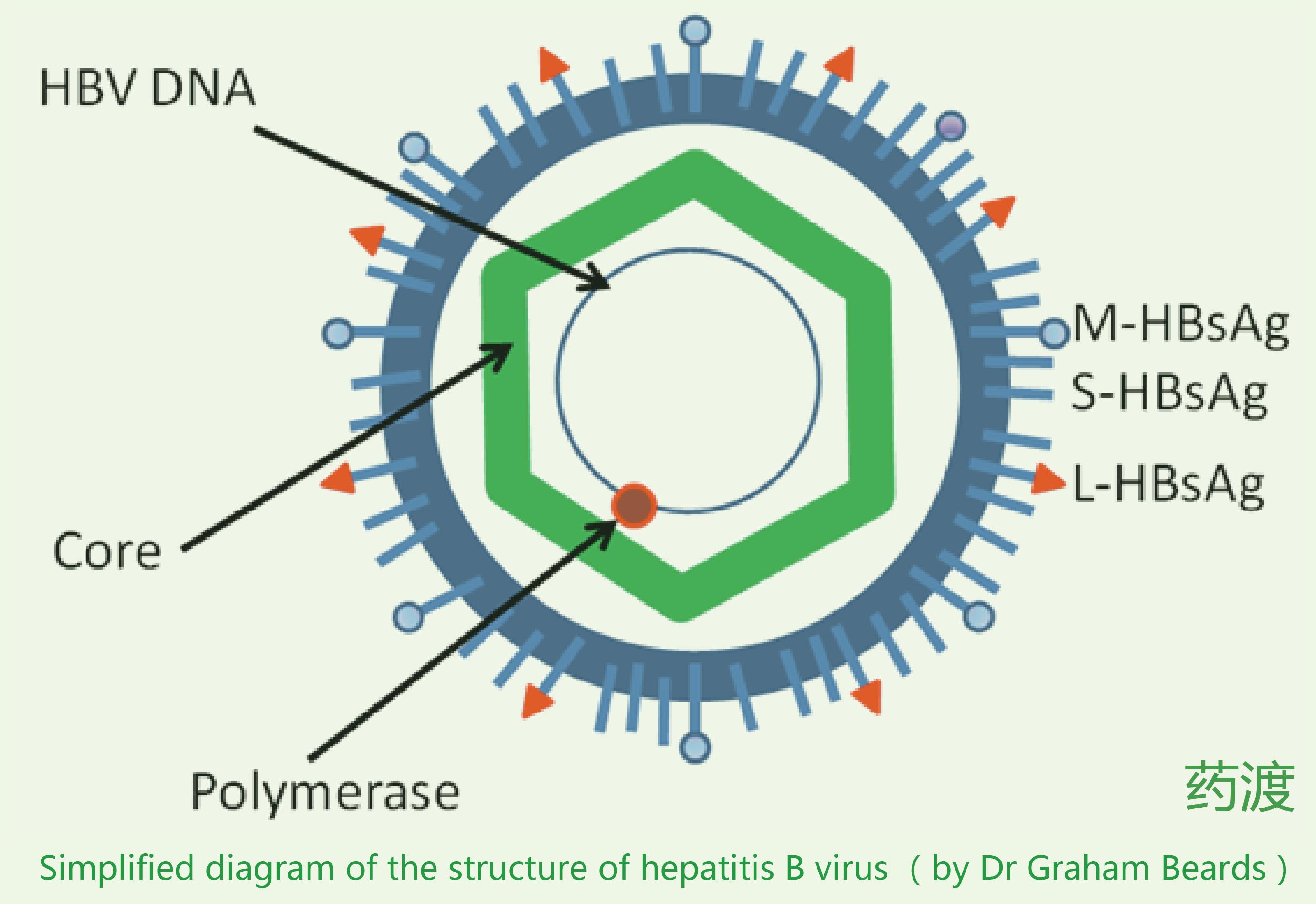 乙肝peg疗法,msc治疗乙肝