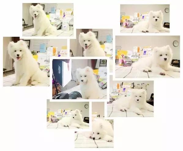 食屎啦，是一种什么样的体验|丧心病狂之狗粮试吃