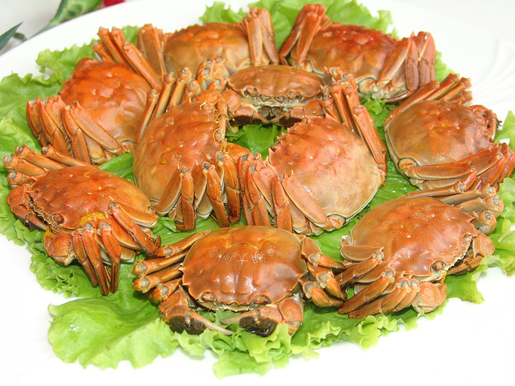 这个秋季，来东营赏红毯，看大黄鸭，品大闸蟹！