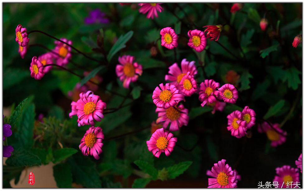 姹紫嫣红入夏来,姹紫嫣红等你来