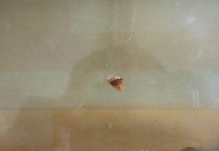 泰迪断尾对狗有好处吗,断尾和不断尾灰泰迪