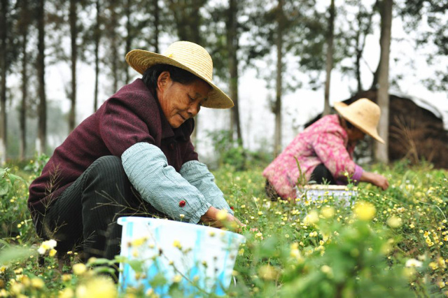 今年的新款胎菊,推荐一款胎菊