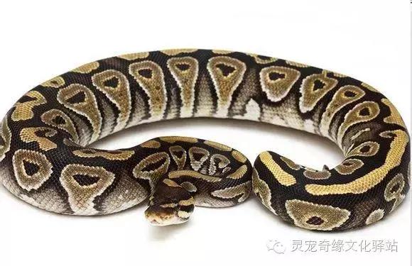 球蟒基因组合大全,球蟒基因品系图鉴下载
