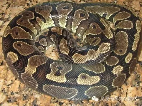 球蟒基因图鉴入门,球蟒基因品系大全