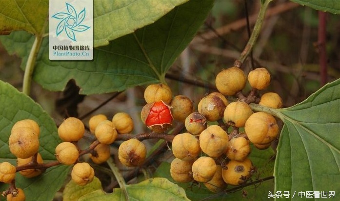 千古毒药，华丽转身为现代治疗类风湿、肾病、肿瘤的良药！