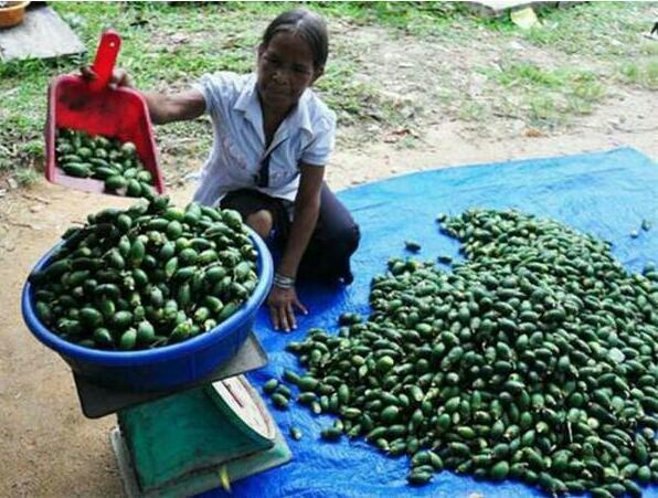 去越南旅游遇到漂亮美女 (去越南旅游遇到美女)