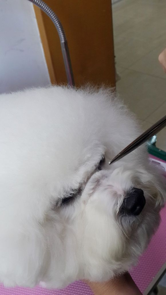 比熊怎么喂省钱,比熊自己做饭的健康食谱