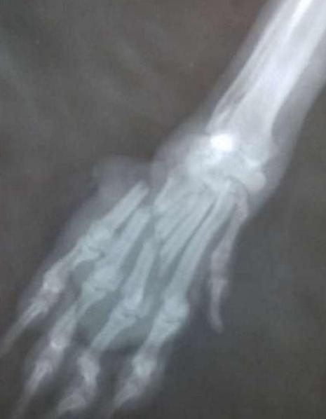 狗狗脚趾皮开肉绽，背后内情看哭众人！