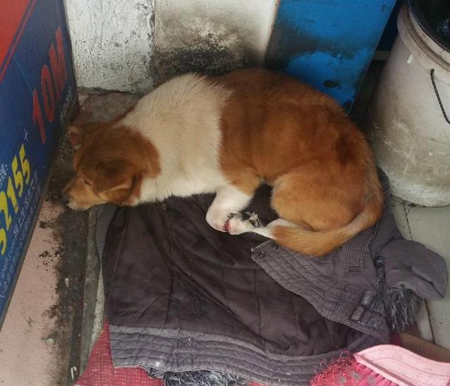 狗狗脚趾皮开肉绽，背后内情看哭众人！