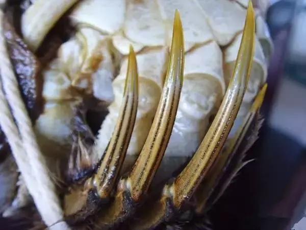 大闸蟹知识教程,大闸蟹基础知识培训