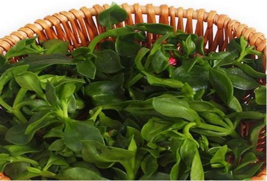 营养菜高钙菜,农民美食好吃不贵经济实惠