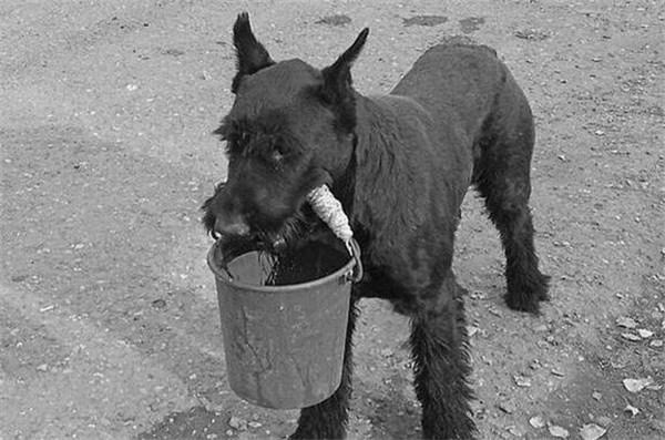 狗狗血线总磨出血,狗狗不停的用前爪刨地磨出血