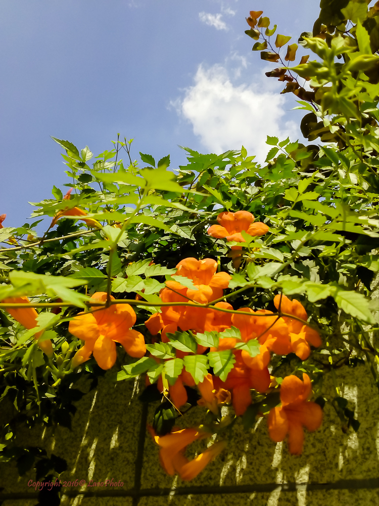 599元的荣耀畅玩5，你会买吗？