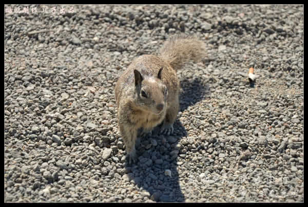 美西自驾6日游,美西10天自驾
