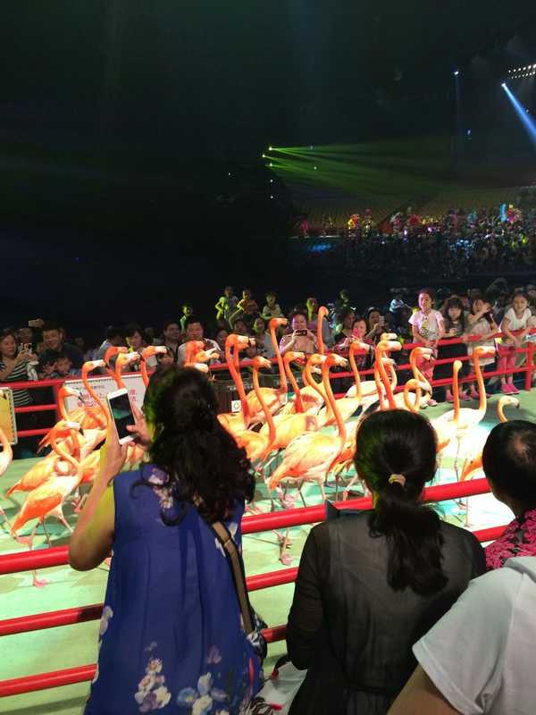 2017春节珠海广州长隆5日亲子游,广州珠海长隆五日游