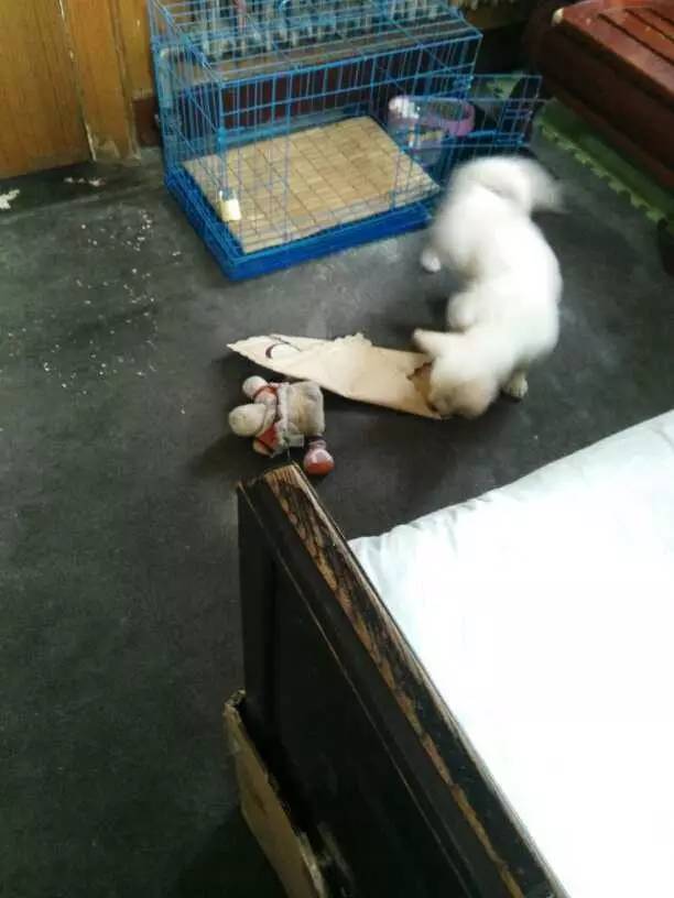 大金毛是真正的暖男,大金毛不愧是大暖男