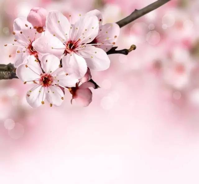 万花筒︱这些国花姹紫嫣红各有风采