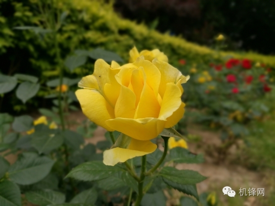 iphone7性能越来越差怎么办,iphone7最畅销的手机