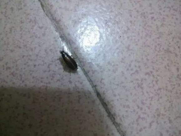 琚殣缈呰櫕鍜簡缃戝弸鍔濆憡灏卞尰,涓撳琛ㄦ槑琚殜瀛愬挰鏄洜涓烘櫤鍟嗛珮