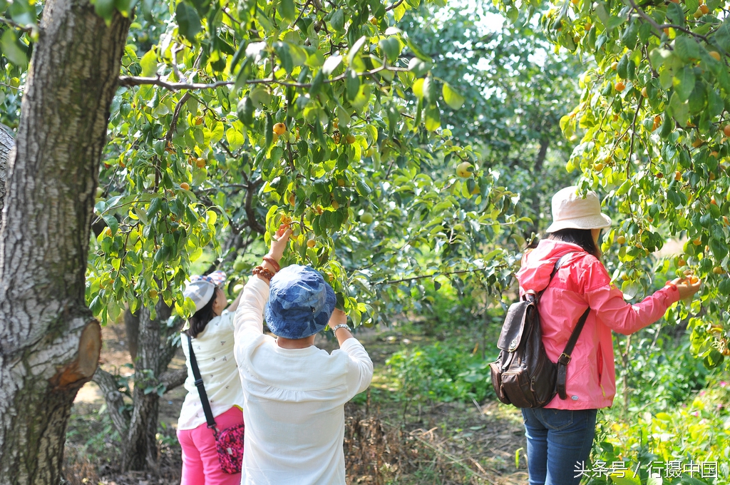 寒富苹果节简介,沈阳附近哪有采摘苹果的地方