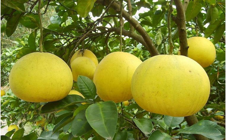 一村一品排名,一村一品产品大全