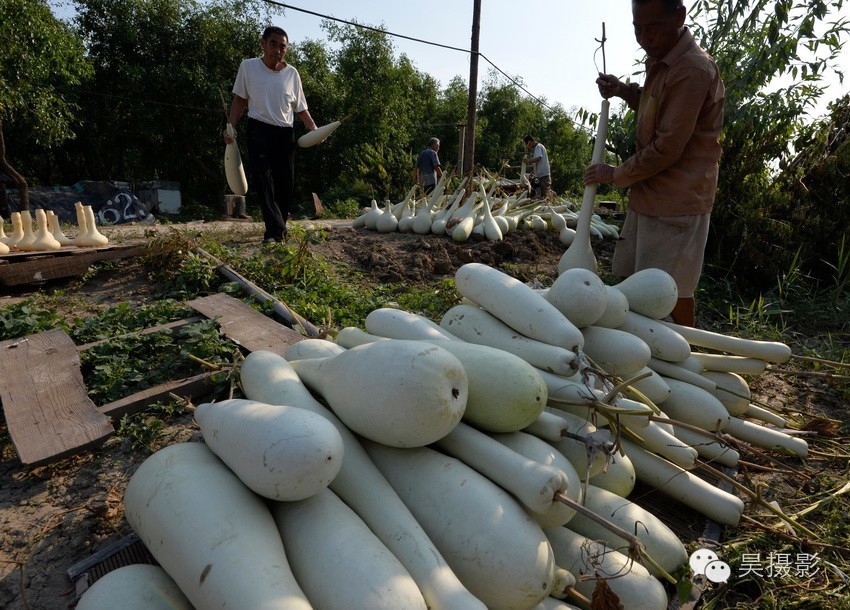 葫芦迷的“八不正瓶”