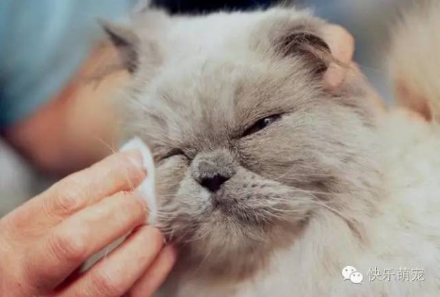 猫咪爱流眼泪还有分泌物,猫咪流眼泪有分泌物用什么药