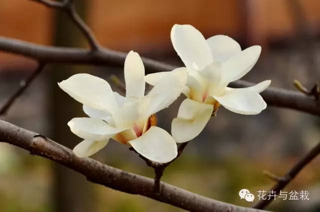 有什么独特小众又漂亮惊艳的花,这些花让人赏心悦目