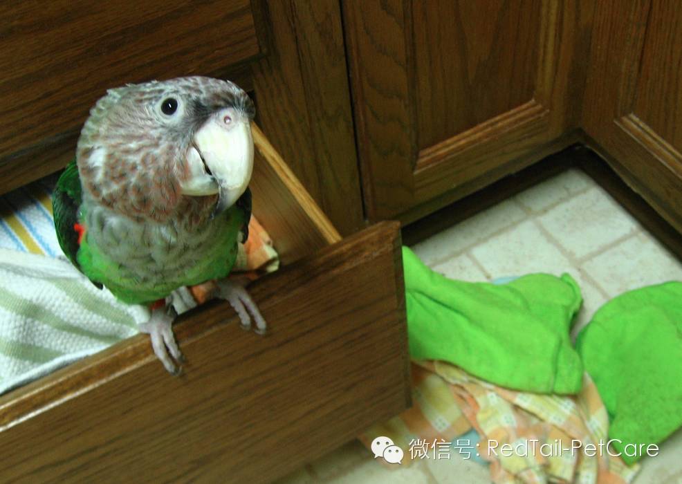 鸟类和鹦鹉的十大危险状况
