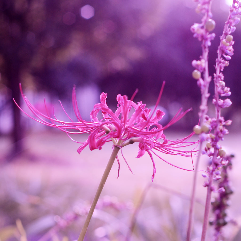 好看花儿的名字有哪些,所有非常美丽的花儿名字