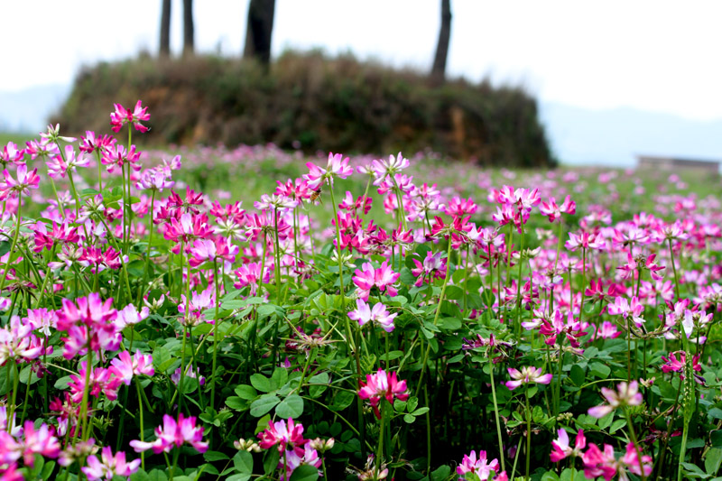 有哪些好听的花儿,好看花儿的名字有哪些