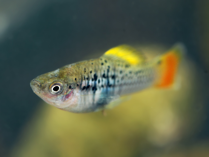 剑尾鱼哪个品种最好养,凤尾热带鱼养殖技术大全