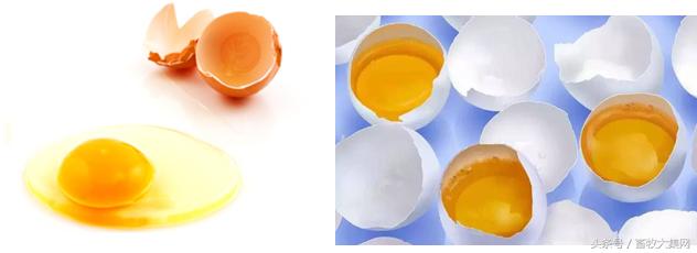 如何判断鸡蛋是公鸡蛋还是母鸡蛋,怎样挑鸡蛋的好坏