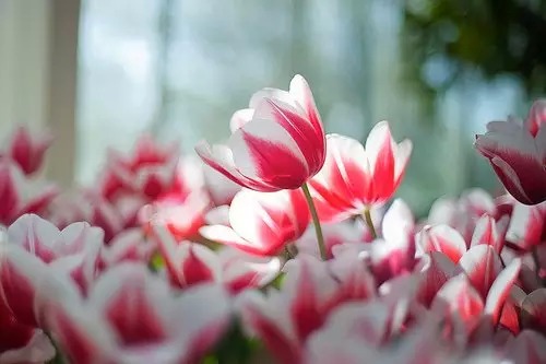 在吗我想你了模板,在吗我想你了语音