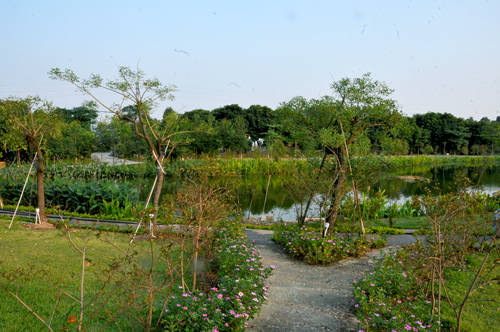 〈花开园〉顺德一间靓到“氹”一声的花园食府，赏花喂牛亲子