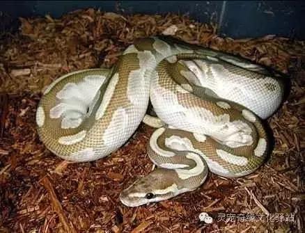 球蟒基因图鉴入门,变异球蟒图鉴