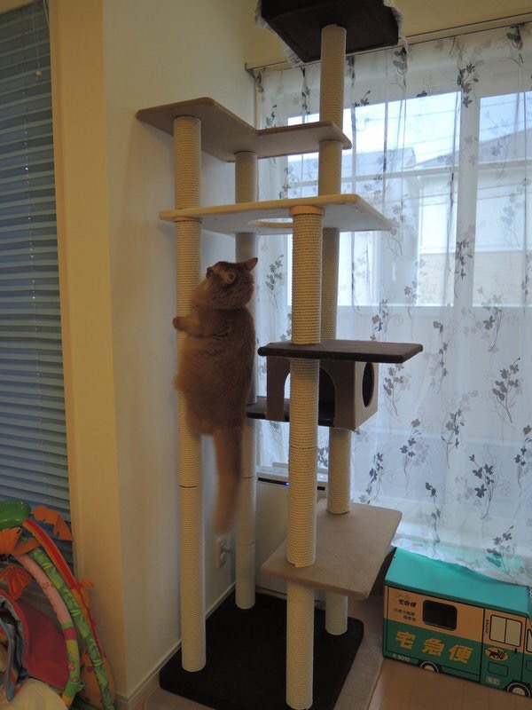 猫咪犯错关禁闭挨饿,猫咪吃了个罐头后很乖